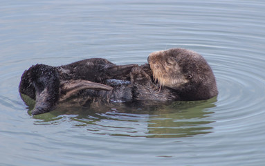 Fototapeta premium California Sea Otter