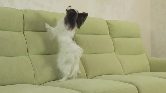 Young dog breeds Papillon Continental Toy Spaniel dog catches big ball and plays slow motion stock footage video