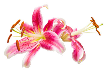 Stamen and pistil. Beautiful bouquet of pink lily flower isolated on white background. Form of a starfish. Flat lay, top view
