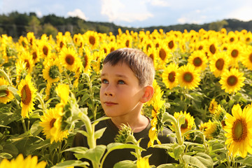 cute child in sunflowers looking up. boy on the field of blooming sunflowers