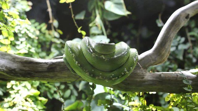 Green snake resting on a tree trunk