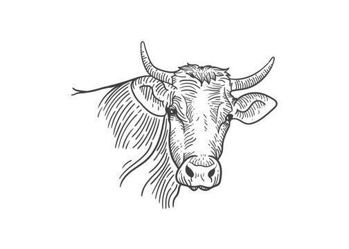 recommend clip art: Cow line art vector illustration