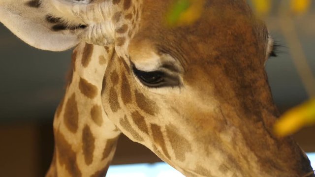 Giraffe, eating leaves. Close-up. Slowly chews