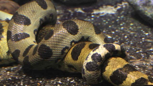 Anacondas mating underwater