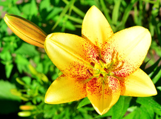 Beautiful yellow lily flowers bud close-up on a soft green background outdoors in the garden. Spring, nature. Flat lay, top view