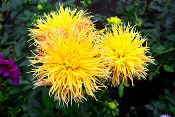 Bouquet of orange flowers pink dahlia in the garden on the flowerbeds. Sunny, nature. Flat lay, top view