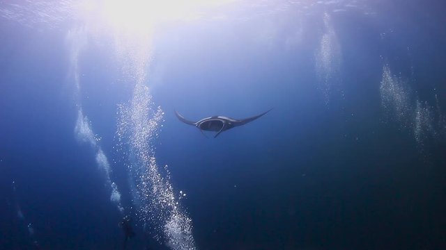 Large Oceanic Manta Rays swimming in shallow water over a tropical coral reef