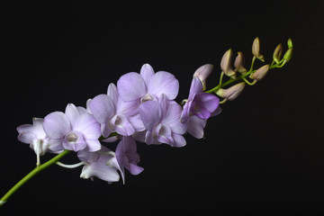 Fototapeta na wymiar Dendrobium Snoia is a commercial hybrid which is popular as cut flower and potted plant in Thailand