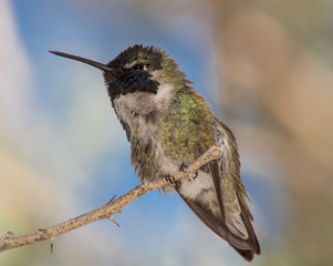 Fototapeta premium Costa's Hummingbird California