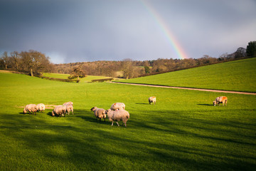 sheep grazing on green meadw with rainbow on sky after spring rain