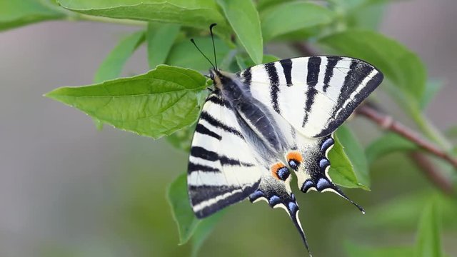 Splendid swallowtail butterfly rest on spring green leaf