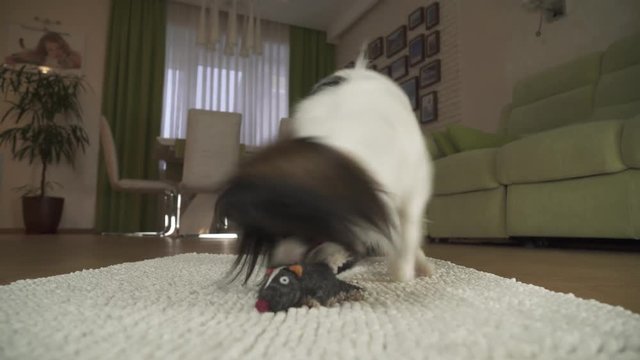 Dog Papillon is playing with a soft toy on the rug in living room stock footage video