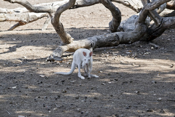 albino kangaroo-island joey kangaroo
