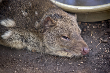 quoll