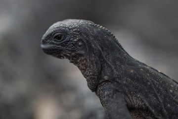  Little Galapagos marine iguana baby