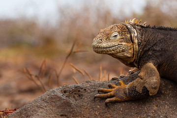 Galapagos Land Iguana