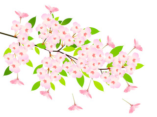 桜　春　花　アイコン