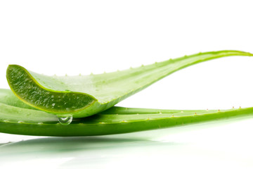 Aloe vera plant on white background. Aloe vera is used in traditional medicine as a skin treatment.