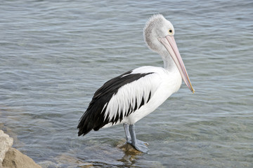 Australian pelican