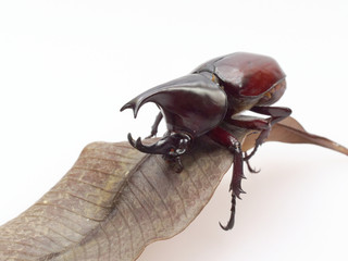 Fighting or rhinoceros beetle isolated on white background