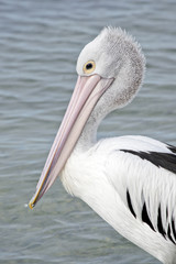 Australian pelican