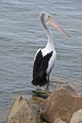 pelican