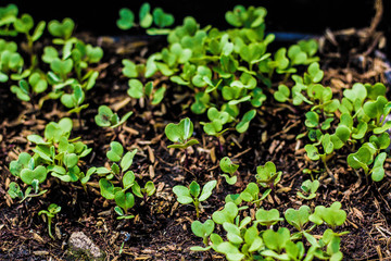 Young trees of the newly planted.