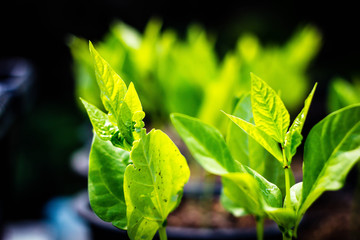 Obraz premium Young trees of the newly planted.