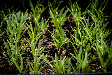 Obraz premium Young trees of the newly planted.