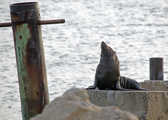 australian fur seal