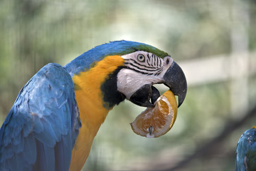 this is a close up og a blue and gold macaw