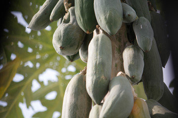 Papaya tress