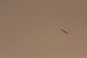 birds flying in the sky
