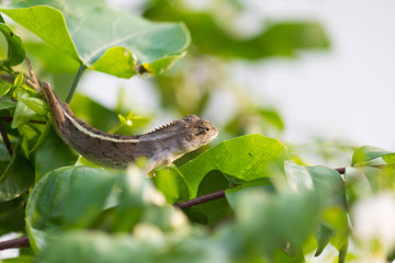 Gecko with trees
