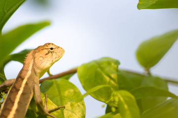 Gecko with trees