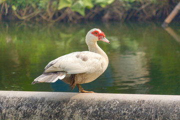 White duck stay on cement pipe with water.