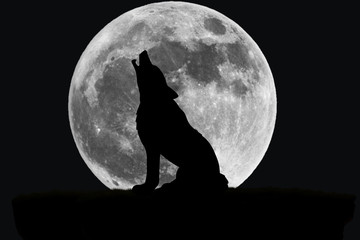 The black moon night. with silhouettefox.