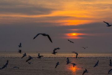 Group of seagulls flying over Bangpu sea during sunset