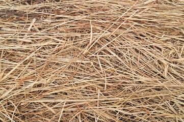 Hay or straw or dry grass background texture.