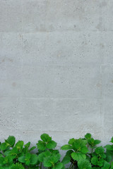 
green leaves on the concrete wall background

