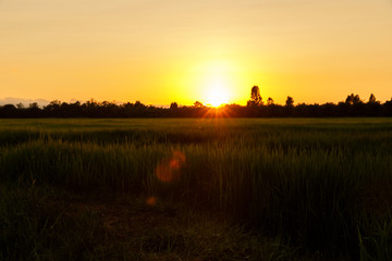 Fototapeta na wymiar Twilight sky over rice field with romantic time. Pure rural atmosphere