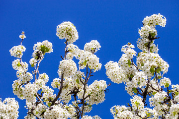 Branches of cherry blossom tree in full bloom against a bright blue sky