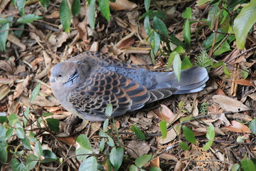 落ち葉の上で休む鳩(静岡県)