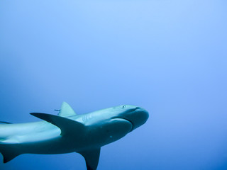 low angle view of sharks in the sea