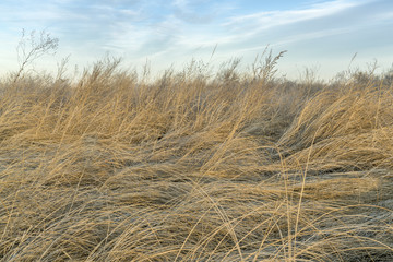 dry grass and weeds background