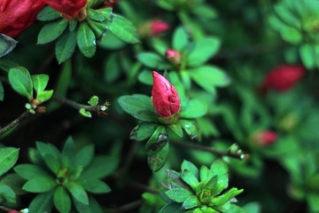 Four O'Clock jalapa red on a green background