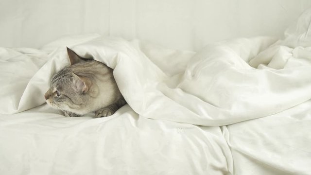 Thai cat lays under a blanket, dog jumps on a bed and drives a cat stock footage video