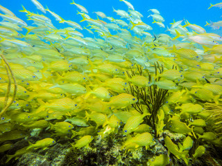 Fototapeta na wymiar Yellow grunts and snappers under water in a coral reef of the caribbean