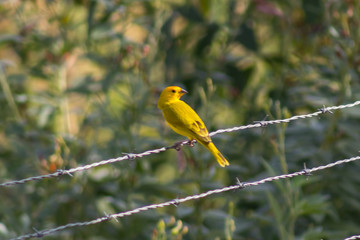 little yellow bird in venezuela