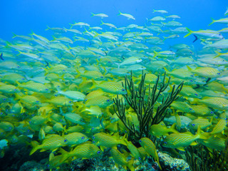 Fototapeta na wymiar Yellow grunts and snappers under water in a coral reef of the caribbean